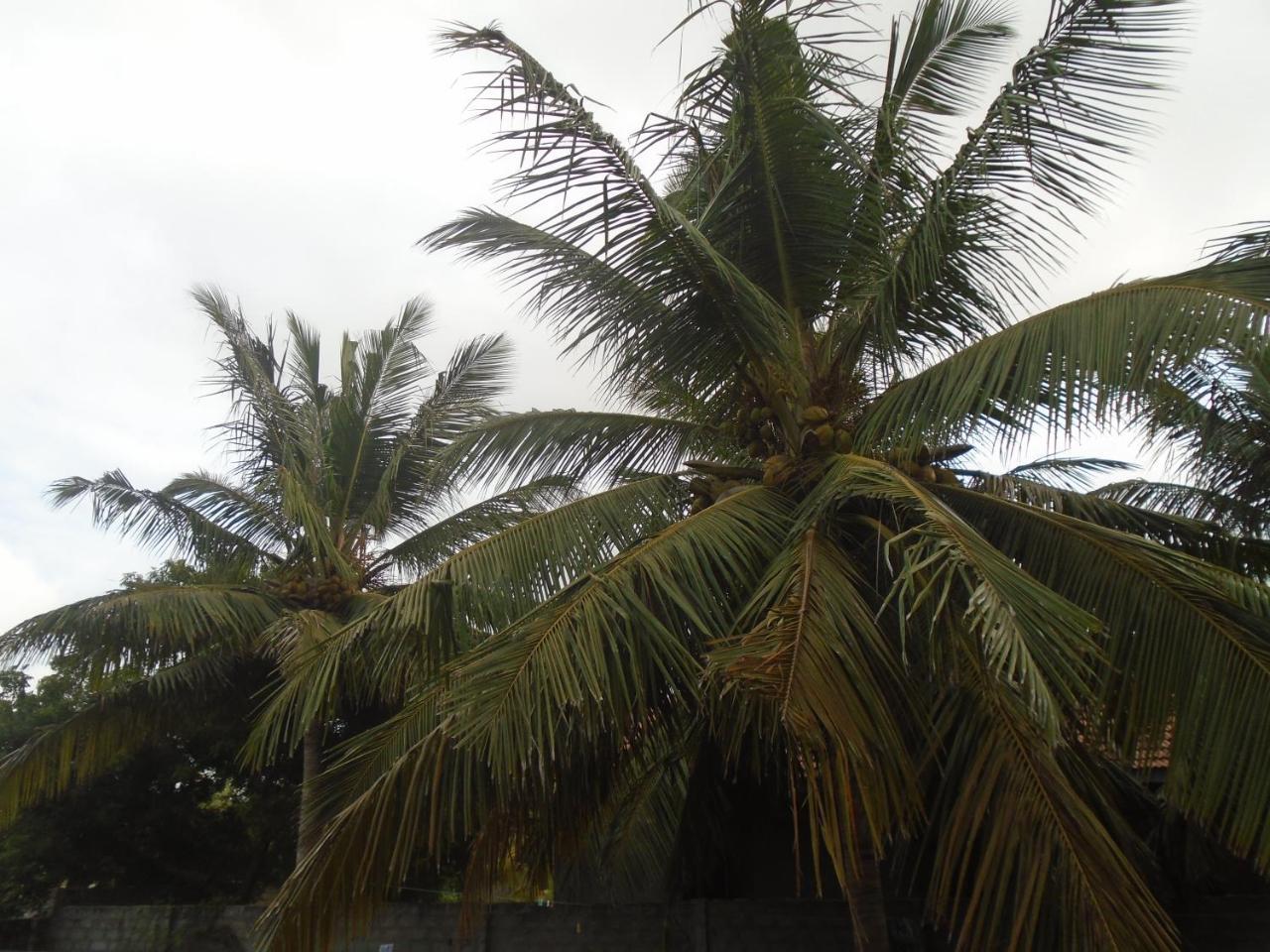 El Shaddai Hotell Mannar Exteriör bild